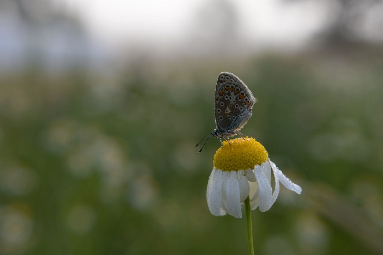 How to develop RAW: original image