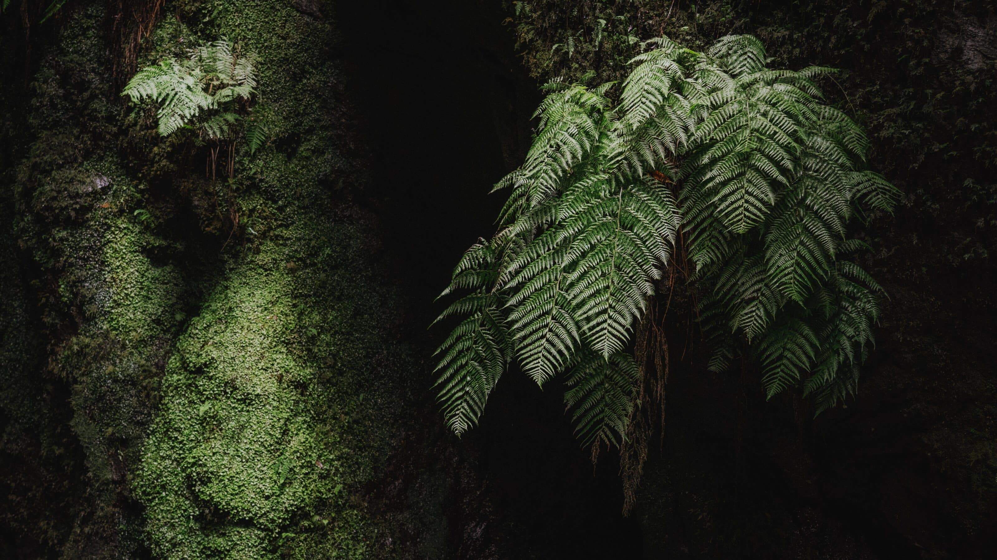 Colors in Photography Everything You Need To Know About the Color Green