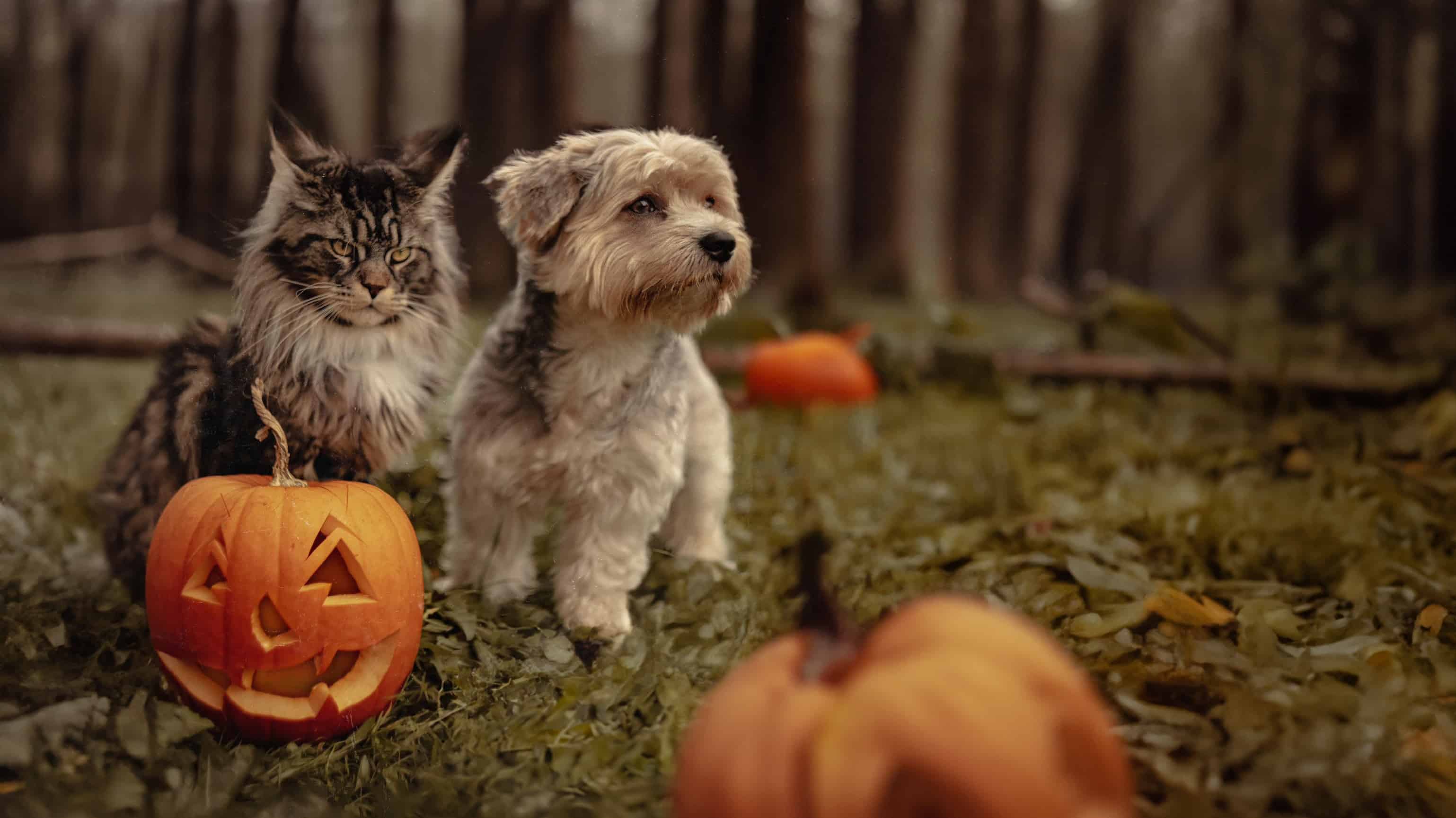 Composition Matters More Than Your Subject