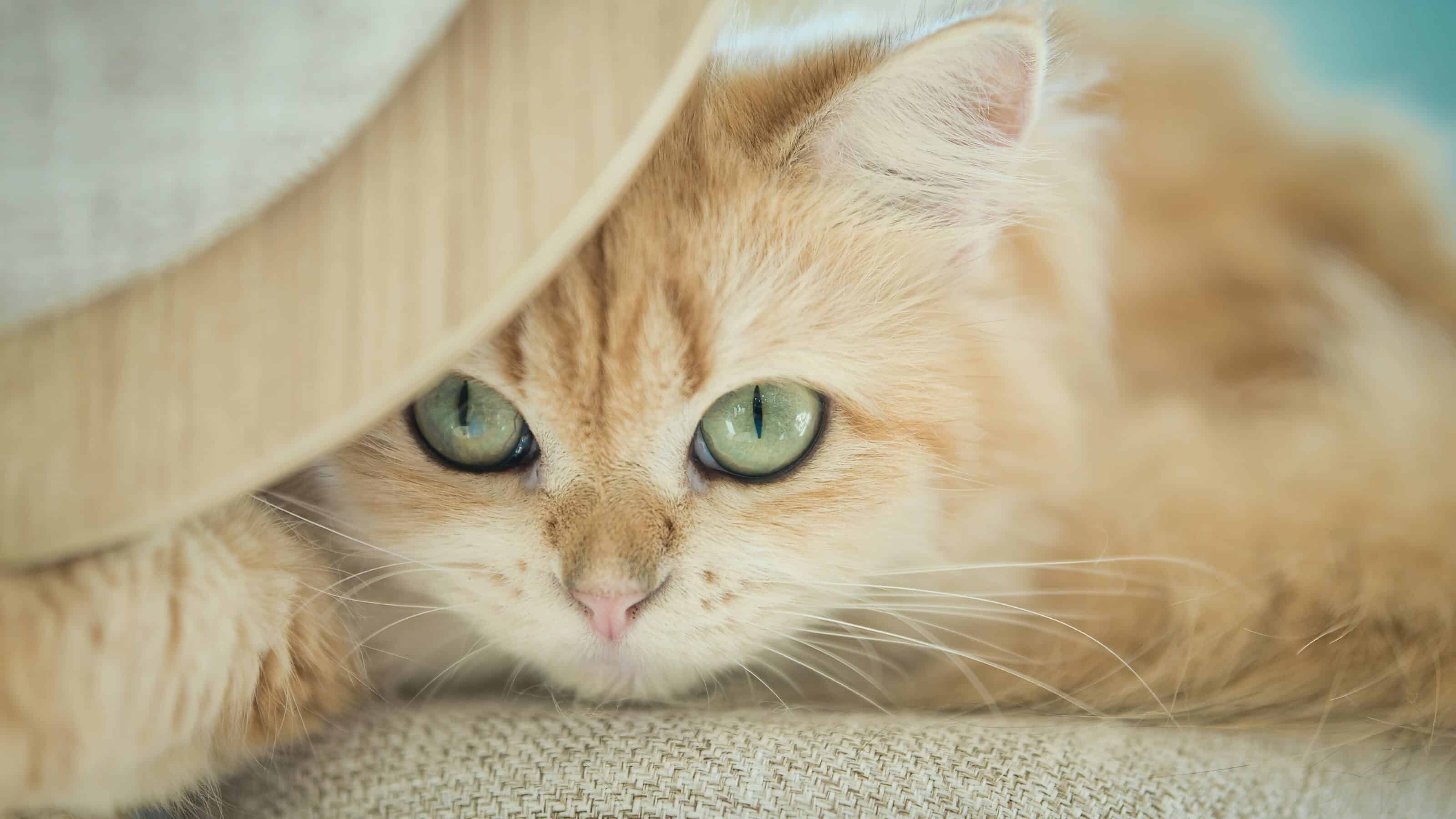 Low-Contrast Photography in Zoner Photo Studio X