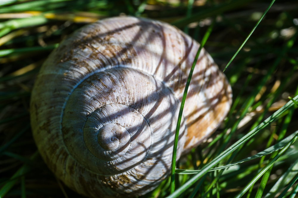 Manual Mode – macro